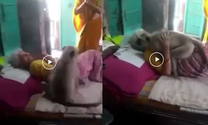 Woman Who Fed Langur Falls Sick Primate Turns Up At Home And Hugs Her, Langur Lo-TeluguStop.com