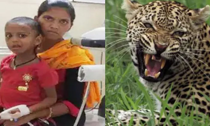  For The Daughter  Attack On The Leopard,  Leopar,a Women, Maha Rastra ,  Leoprd-TeluguStop.com