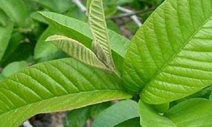 Telugu Basil, Guava, Care, Care Tips, Long, Tamarind-Telugu Health - తెల