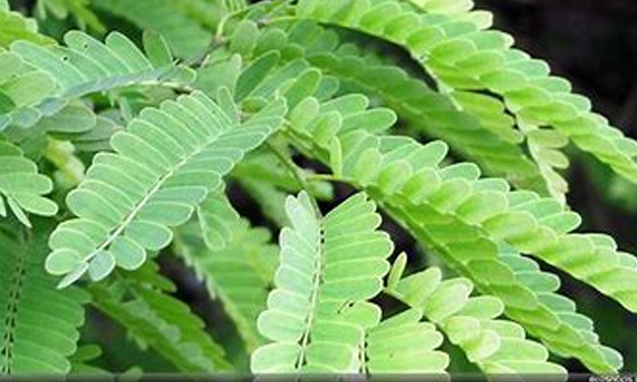  Long Hair, Hair Care, Hair Care Tips, Hair, Basil Leaves, Tamarind Leaves, Guava-TeluguStop.com