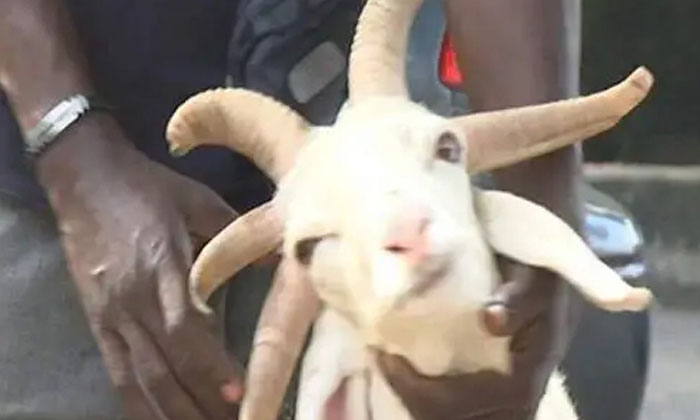  Strange Lamb With Five Horns , Five Horns , Sheep , Naizeriya , Bakrid , Viral ,-TeluguStop.com