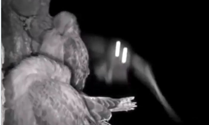  Viral Video: The Owl That Counter-attacked The Eagle Owl, Eagle, Attack, Night-TeluguStop.com