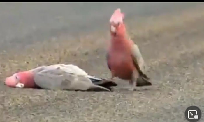  Viral Video: The Bird That Lost Its Partner On The Road .. The Bird That Was Lef-TeluguStop.com