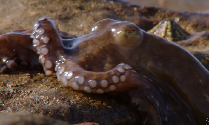  Mesmerising Video Of Octopus Moving Underwater Using Two Tentacles, Video Of Oct-TeluguStop.com