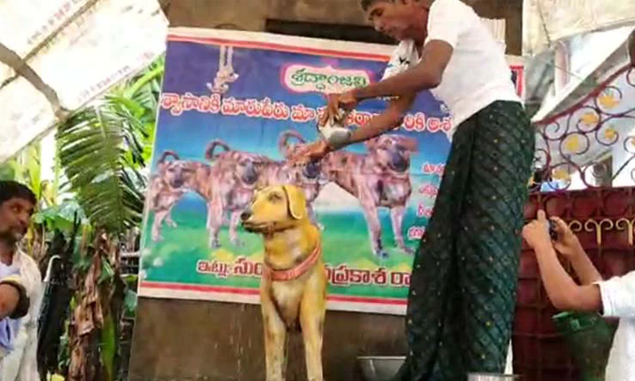 Telugu Statue Dog, Dogs Status, Krishna, Latest-Latest News - Telugu