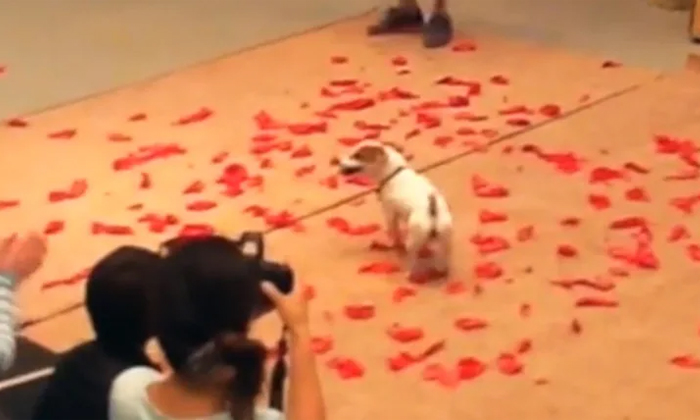  Viral Video Dog Creates Guinness World Record By Blasting More Balloons In Less-TeluguStop.com