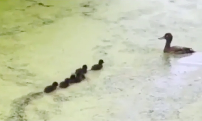  Viral Video Mother Duck Playing Crazy With The Ducklings , Mother,duck, Hide-and-TeluguStop.com