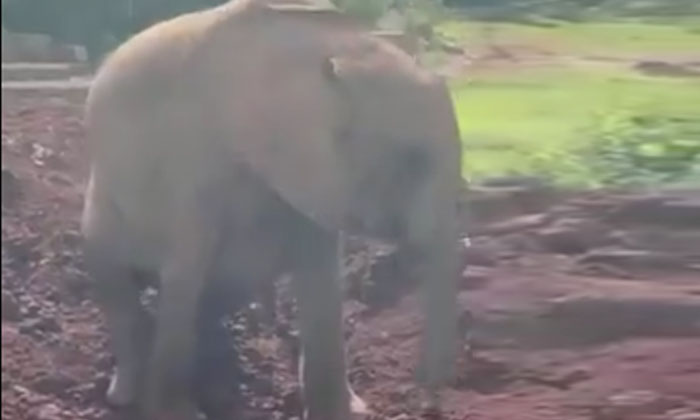  Elephant Enjoying In The Mud..video Viral Elephant, Viral Video, Viral Latest ,-TeluguStop.com