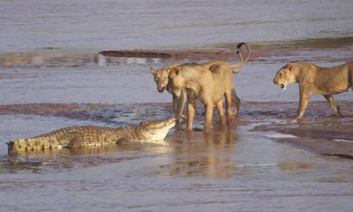  Who Wins The Fight Between The Crocodile And Lion, Lion, Crocodile, Three Lions,-TeluguStop.com