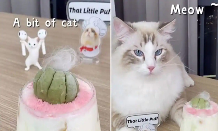  Cat Prepares Delicious Drinks In Viral Video Meow Chef, That Little Puff, Cat Ma-TeluguStop.com