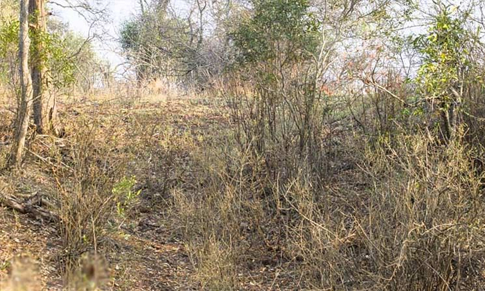  Identify The Lion With This Bush, Lion, Viral Pic, Viral Puzzle Games, Sharp Bra-TeluguStop.com