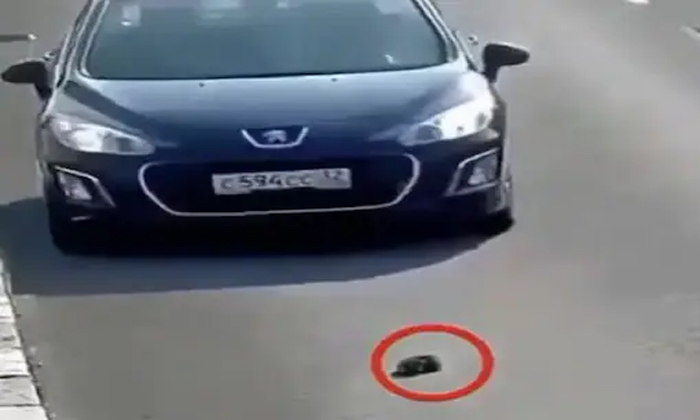  Netizens Praise Man Who Saved Puppy Life Video Goes Viral, Vehicles Passing At H-TeluguStop.com