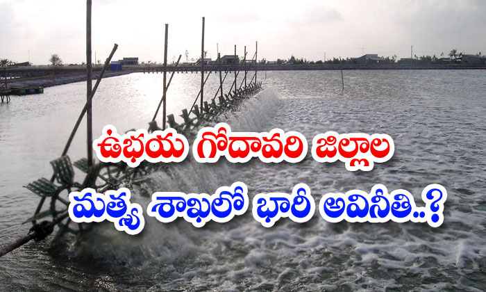  Massive Corruption In The Fisheries Department Of Both The Godavari Districts El-TeluguStop.com