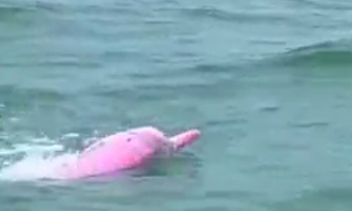  Pink Dolphins Spotted Rare Sight Will Leave You Mesmerised, Rare Pink Colour Dol-TeluguStop.com