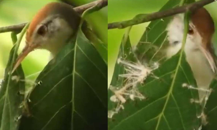  See How This Tailor Bird Weaves Its Nest With A Needle, Sparrow, Viral Video, Ta-TeluguStop.com