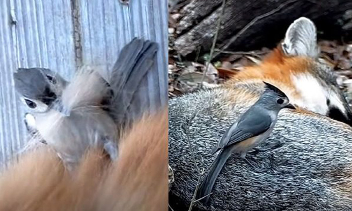  Sneaky Birds Steals Hair From Animals To Build Nest, Birds Stealing Hair, Animal-TeluguStop.com