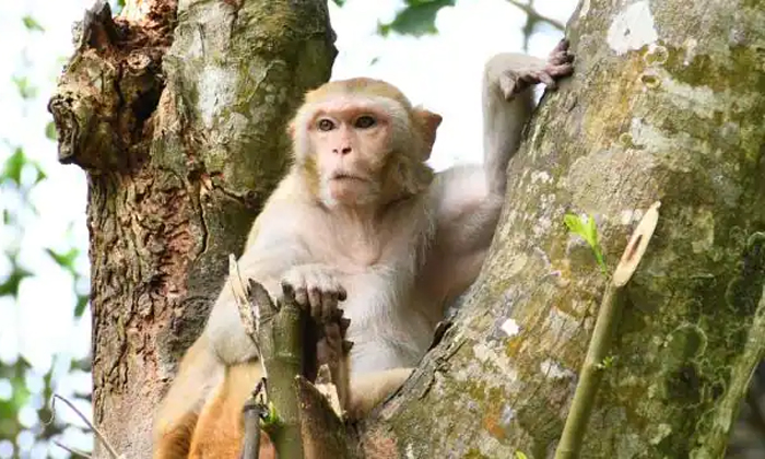  The Monkey Theft Three Lakhs What Happened In The End, Monkey, Viral News, Monke-TeluguStop.com