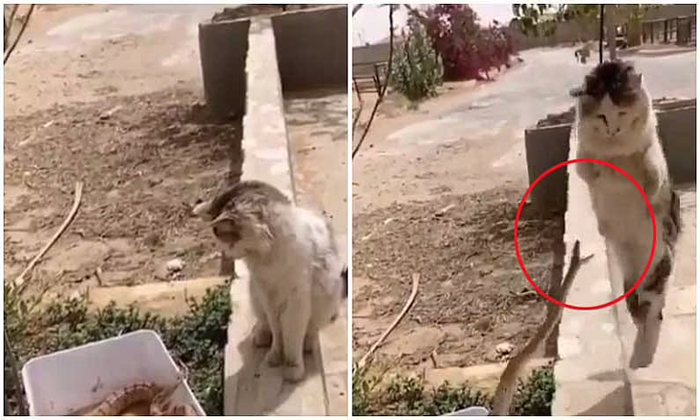  The Snake That Tried To Bite The Cat What Did The Cat Do, Snake, Viral Video, Vi-TeluguStop.com