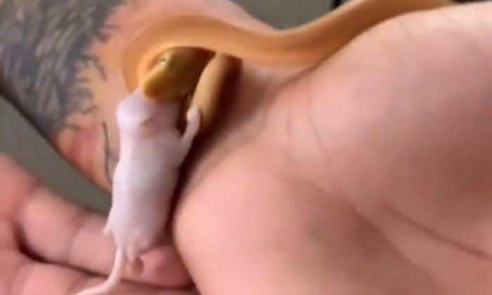  The Man Who Feeds The Rat To The Snake Viral  Latest, News Viral, Video Viral, S-TeluguStop.com