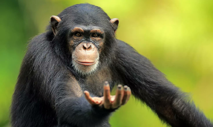  Netizens Falling Prey To The Intelligence Of These Chimpanzees , Chimpanzees, V-TeluguStop.com