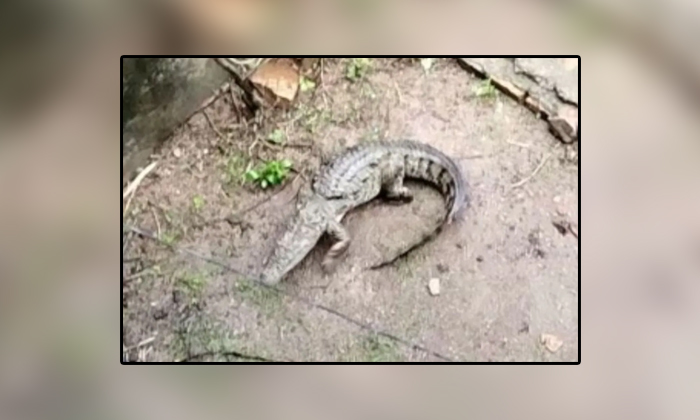  Crocodile Turned Out To Be In The House In Rajasthan Video Viral, Crocodile Vide-TeluguStop.com