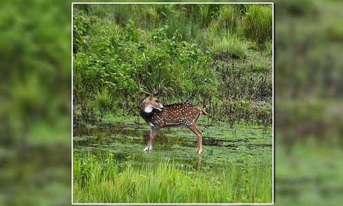  Find The Tiger In This Photo Isnt It Your Generation, Tiger, Viral Photo, Pictur-TeluguStop.com