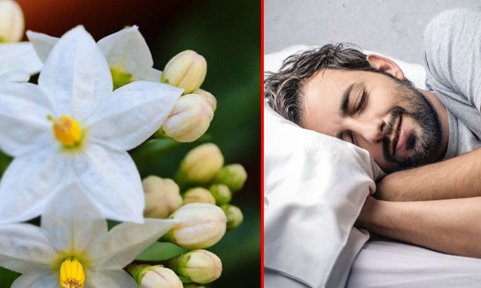  Wonderful Flowers For A Good Night's Sleep . Jasmine,sleep, Hair Oils,good Sleep-TeluguStop.com