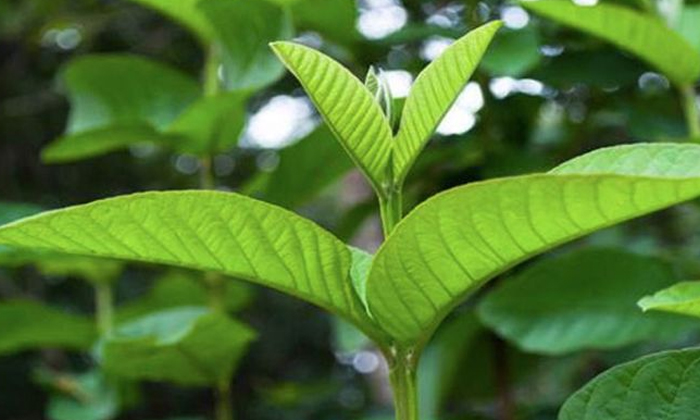  Guava Leaves And Onion Pack Helps To Stop Hair Fall Naturally! Guava Leaves, Oni-TeluguStop.com