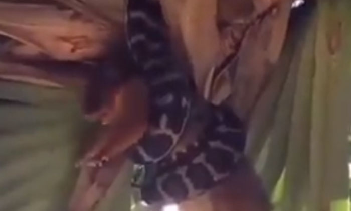  Video Viral: A Python Hunting A Fox From A Tree   Finally  Viral Video,python, H-TeluguStop.com