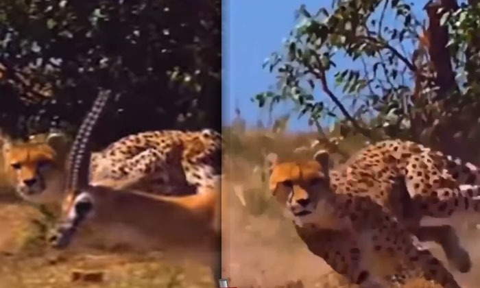  Viral Video: See How The Leopard Hunts The Deer, Viral Video, Leopard Hunts, Vir-TeluguStop.com