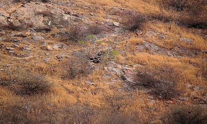  Let's Identify The Leopard On This Hill Leopard, Viral Pic , Puzzels , Leoprd ,-TeluguStop.com