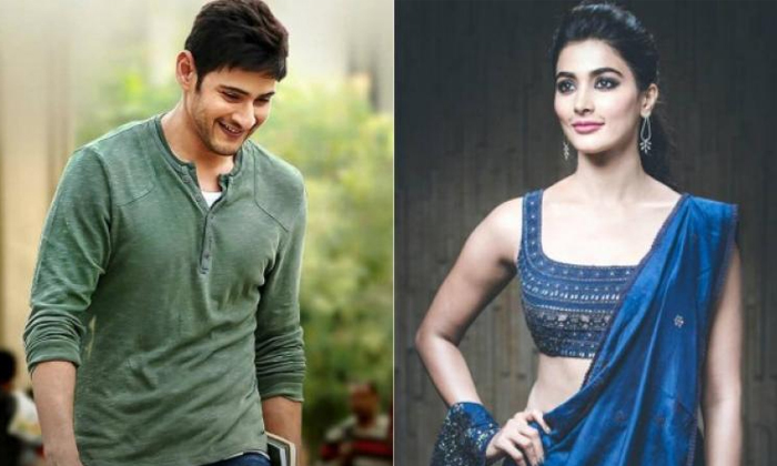  Mahesh Babu Fans Fire On Pooja Hegde Over Birhtday Wishes, Mahesh Babu, Birthday-TeluguStop.com