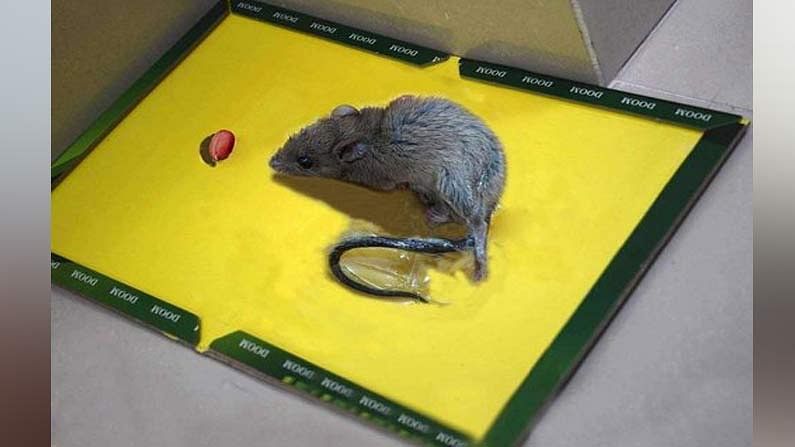  Ban On Stickers That Catch Rats What Is The Reason , Rats, Viral News , People-TeluguStop.com
