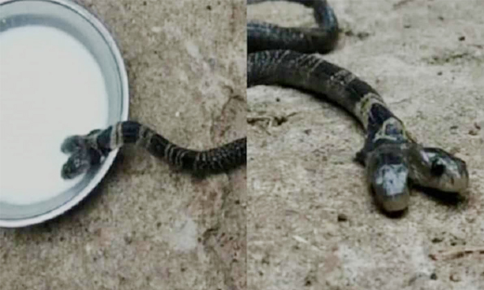  Oh My God If You See This Two-headed Snake, Snake, Viral Photo, Uttarakhand, Two-TeluguStop.com