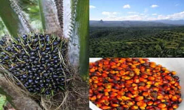 Does Excessive Use Of Palm Oil Cause Fatty Liver?! Palm Oil, Fatty Liver, Side E Does Excessive Use Of Palm Oil Cause Fatty Liver?! Palm Oil, Fatty Liver, Side E-TeluguStop.com