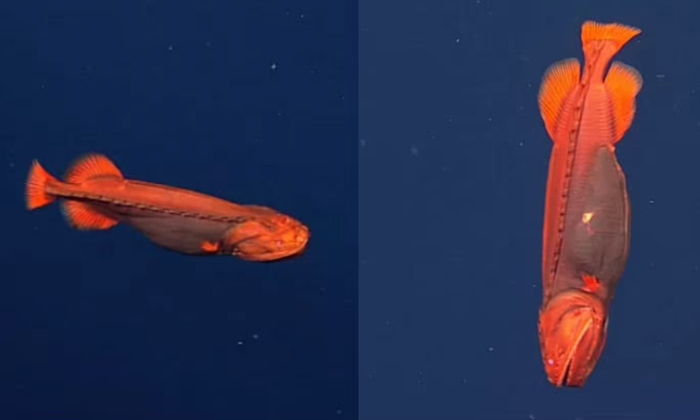  Shape Shifting Fish Spotted At California Coast, Rare Fishes, Whale Fist, Califo-TeluguStop.com