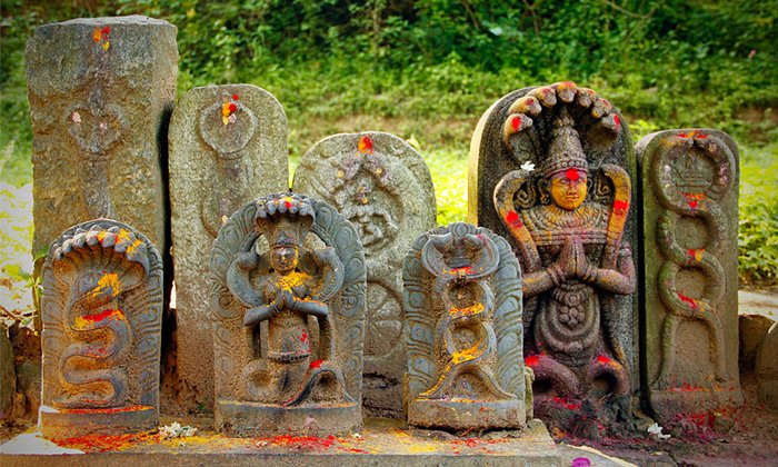 Telugu Karthikashuddha, Naga Panchami, Nagula Chavithi, Nagulachavithi, Signific