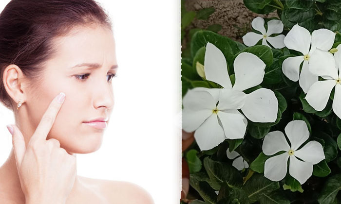  Benefits Of Billa Ganneru For Skin! Benefits Of Billa Ganneru, Skin Care, Skin C-TeluguStop.com