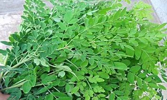 Telugu Coriander, Drumstick, Eye, Gongura, Tips, Healthy Eyes-Telugu Health - 