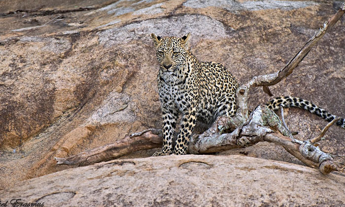  Viral Pic .. Where Is The Leopard Lying Among These Rocks . Viral Pic, Leopard-TeluguStop.com