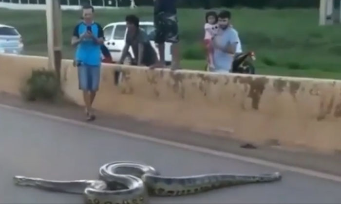  A Huge Anaconda On The Road .. People Who Are Shocked To See, Anaconda, Viral Vi-TeluguStop.com