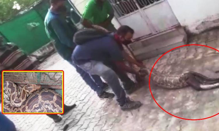  Vammo . Rakasi Python That Swallowed The Monkey  Python, Viral News ,  Viral Int-TeluguStop.com