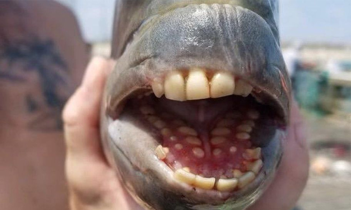  Viral Strange Fish With Sheep Face And Human Teeth Found, Viral News, Viral Lat-TeluguStop.com