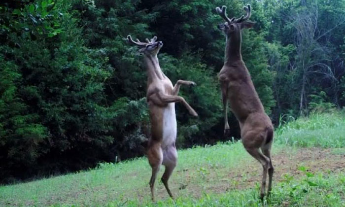  Deer That Have Become Aliens .. Do You Know Why , Deers , Fight , Alians ,viral-TeluguStop.com