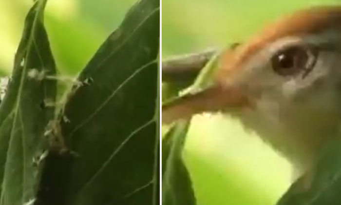  Ever Watched A Tailor Bird Weave Its Nest? Watch This Amazing Viral Video , Vira-TeluguStop.com