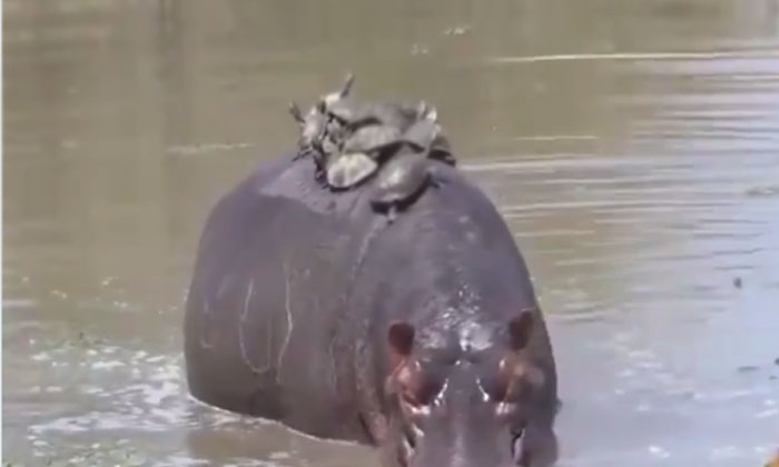  Turtles Riding A Hippo ..! Free Rides , Viral Video, Viral Latest, Social Meida-TeluguStop.com