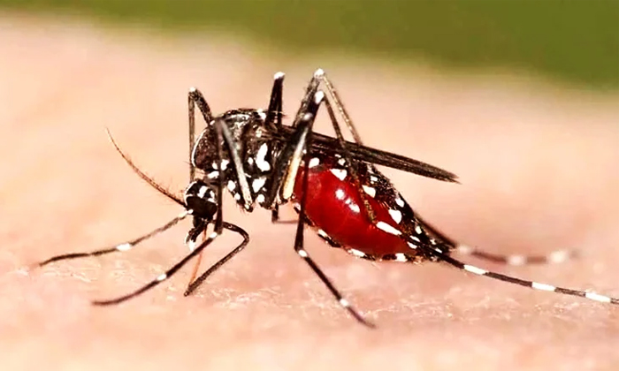 Telugu Fevers, August, Dengue, Hazards, Hyderabad, Malaria, Mosquito, Sir Ronald