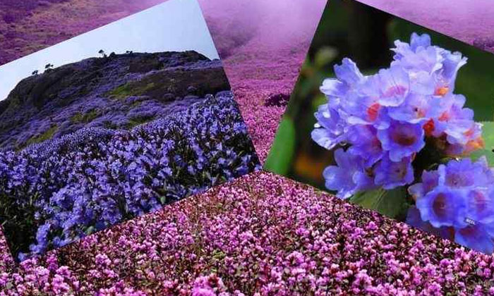  Neelakurinji Flowers That Bloom Once In 12 Years Blossom In Kerala, What A Wonde-TeluguStop.com