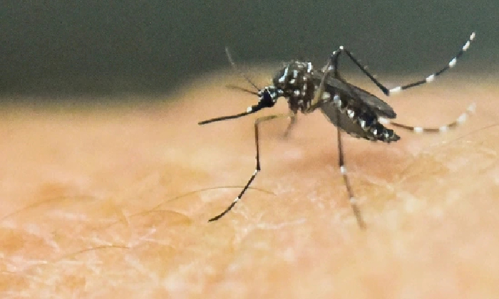  Bhadradri Region Logs 2 Dengue Deaths-TeluguStop.com