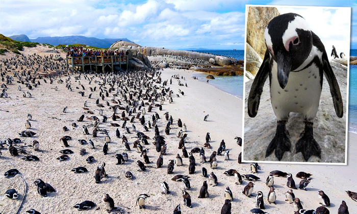  63 Rare Species Penguins Died In Honey Bees Attact In South Africa Cape Town, Ra-TeluguStop.com
